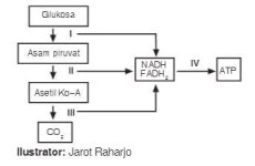 rangkaian reaksi respirasi rangkaian reaksi respirasi