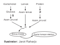 Hubungan katabolisme karbohidrat, lemak, dan protein Hubungan katabolisme karbohidrat, lemak, dan protein