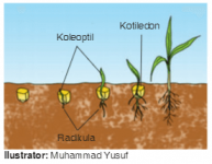 Perkecambahan Perkecambahan