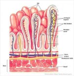 Jaringan yang menyusun usus halus