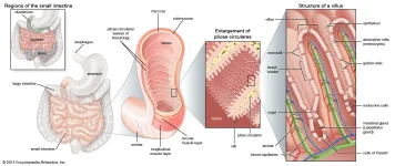 intestine-Structures-wall-projections-folds-mucous-membrane.webp