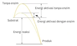 grafik_tanpa_enzim.webp grafik_tanpa_enzim.webp