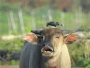sapi_burung.webp sapi_burung.webp
