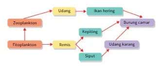 soal jaring-jaring makanan soal jaring-jaring makanan