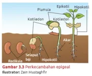 Perkecambahan epigeal