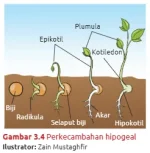 Perkecambahan hipogeal
