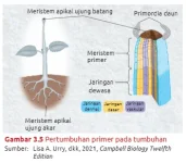 Pertumbuhan primer pada tumbuhan 