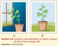 Tanaman luar ruangan dan dalam ruangan