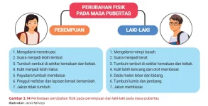 Perbedaan perubahan fisik perempuan dan laki-laki masa pubertas Perbedaan perubahan fisik perempuan dan laki-laki masa pubertas