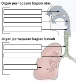 organ_pernapasan_atas_dan_bawah.png