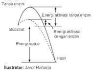 grafik enzim grafik enzim