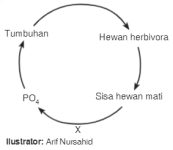 daur fosfor berlangsung daur fosfor berlangsung